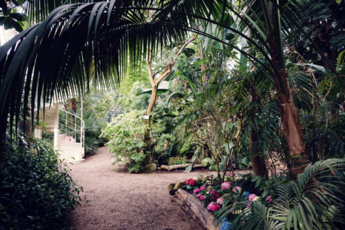 Pathway through the Palm House Schönbrunn lined with arching tropical plants.