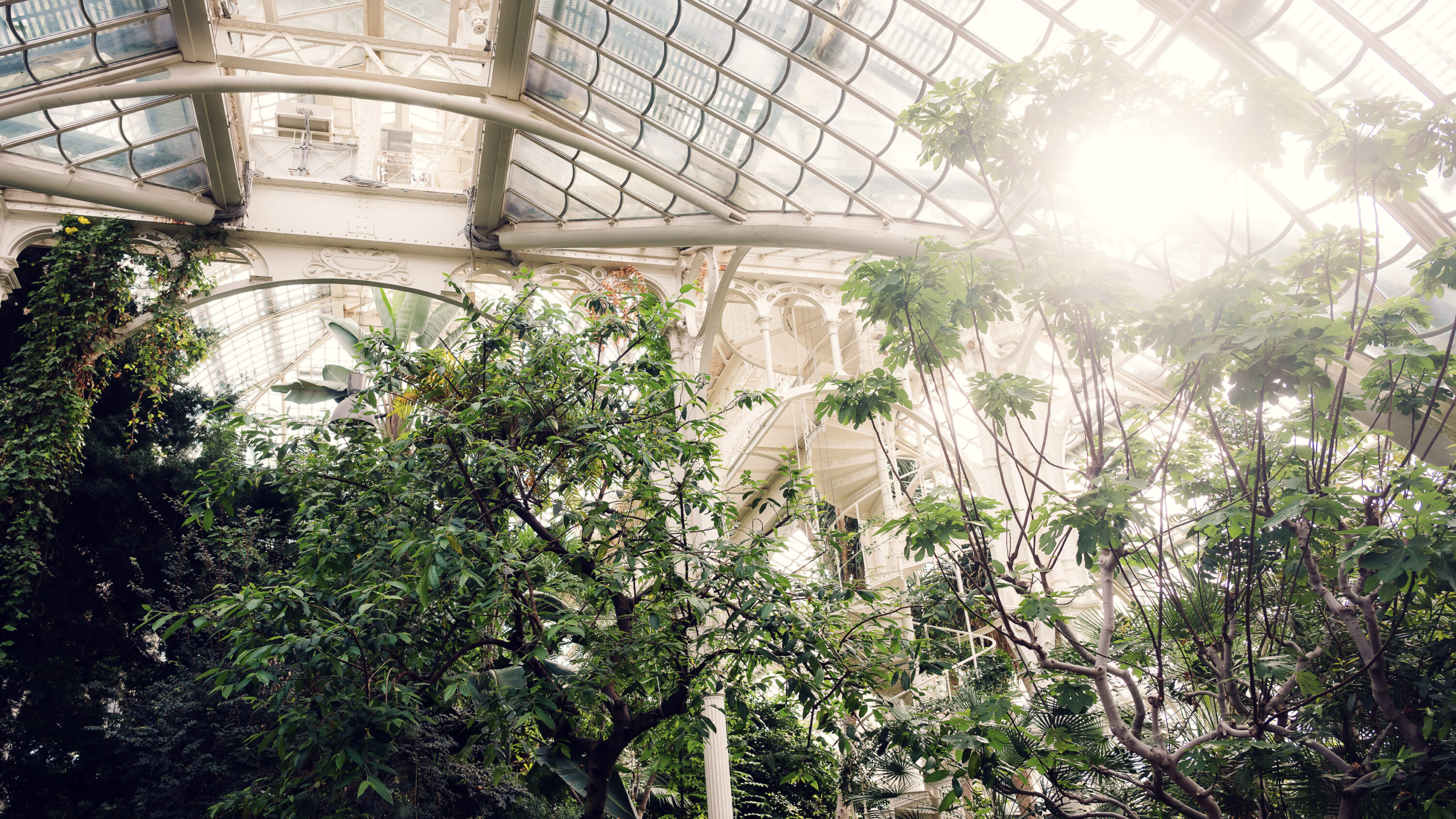 Morning sun streaming through the glass roof.