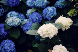 Detail of rare tropical flowers in the Palm House Schönbrunn.