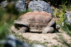 Galapagos giant tortoise at Schönbrunn Zoo Vienna with massive shell and long neck in outdoor enclosure.