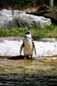 Penguin at Schönbrunn Zoo Vienna with black and white plumage standing on rocky surface near water pool.