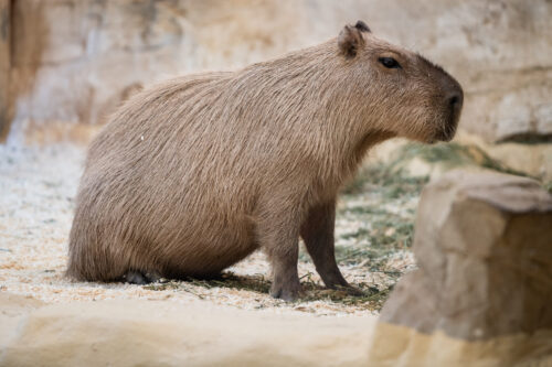 Capybara at Schönbrunn Zoo Vienna.