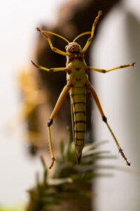 Grasshopper at Schönbrunn Zoo Vienna with green body and long hind legs.