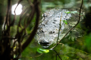 Crocodile at Schönbrunn Zoo Vienna with scaly skin and powerful jaws.