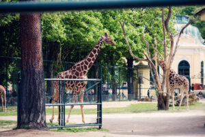 Giraffe at Schönbrunn Zoo Vienna.