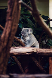 Koala at Schönbrunn Zoo Vienna in eucalyptus tree with grey fur and distinctive round ears.