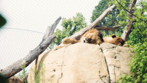Lion resting at Schönbrunn Zoo Vienna with golden mane lying in shaded area.