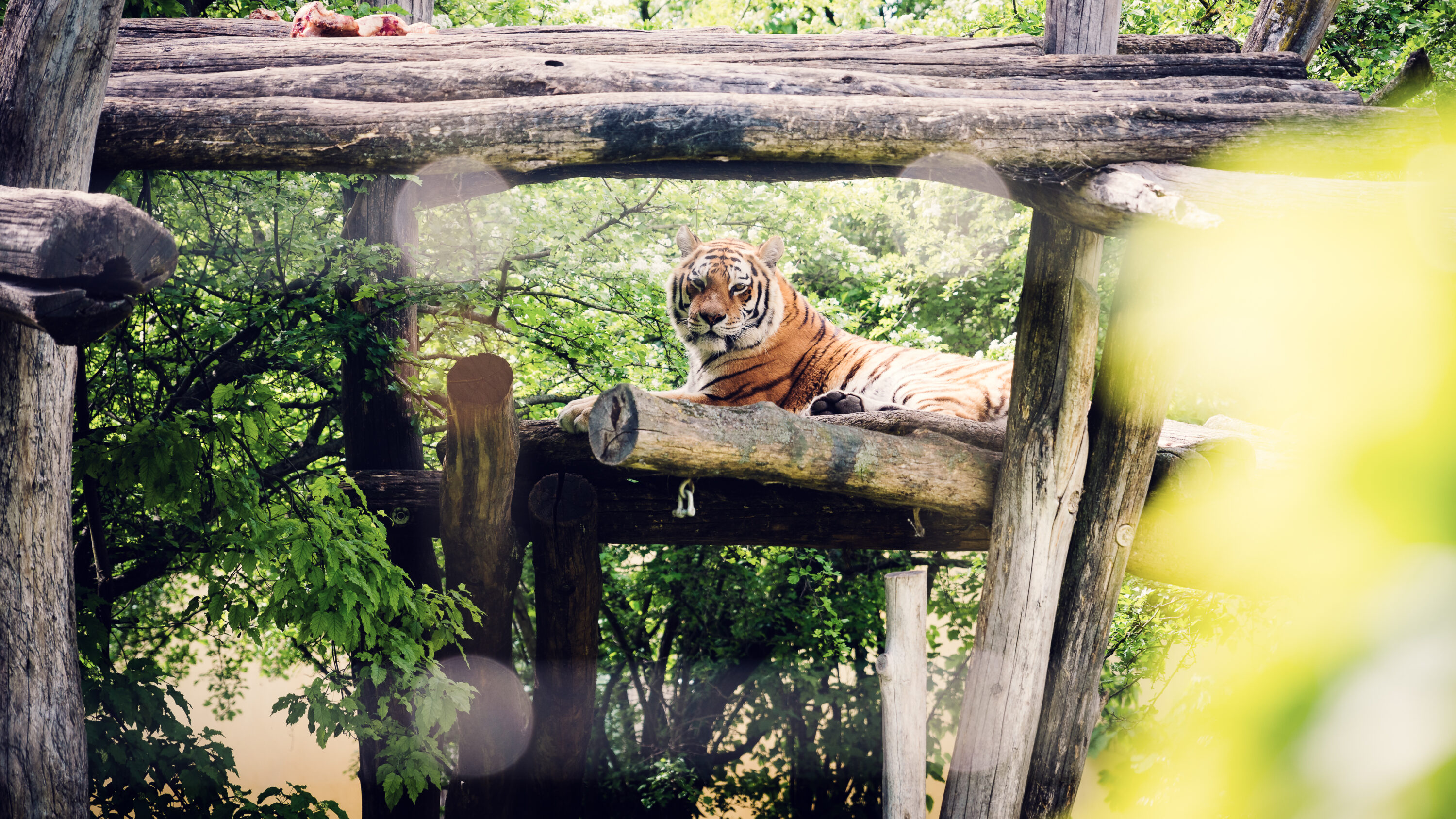 Schönbrunn Zoo - 6