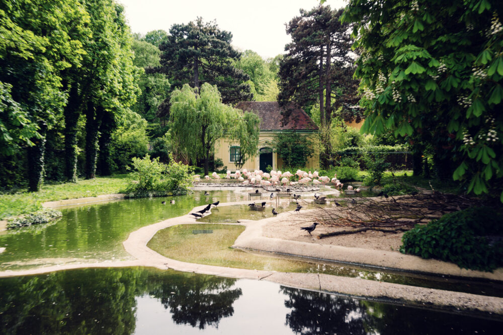 Pink flamingos at Schönbrunn Zoo Vienna standing in shallow water with distinctive curved necks.