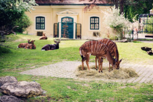 Antelopes at Schönbrunn Zoo Vienna grazing in spacious savanna-style enclosure with natural vegetation.