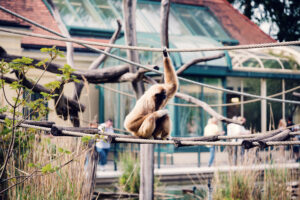 Gibbon monkey at Schönbrunn Zoo Vienna swinging through tree branches.