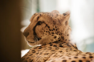 Cheetah at Schönbrunn Zoo Vienna.