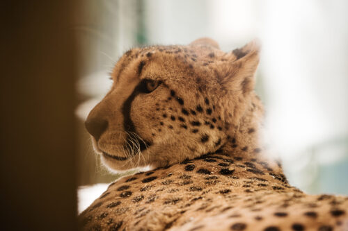 Cheetah at Schönbrunn Zoo Vienna.