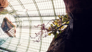 Üppige Pflanzen neben den Baustrukturen im Inneren des Wüstenhauses Schönbrunn.