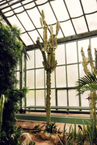 Ein hoher Kaktus steht im Gewächshaus des Wüstenhauses Schönbrunn.