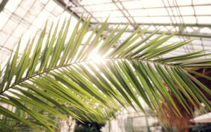 Sonnenlicht fällt durch ein Palmblatt im Wüstenhaus Schönbrunn.