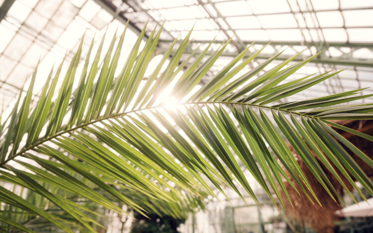 Sunlight filtering through a palm leaf at the Desert House Schönbrunn.