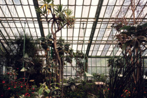 Natürliches Licht durchflutet den Weg zwischen den Wüstenpflanzen im Wüstenhaus Schönbrunn.