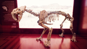Esqueleto de tigre dientes de sable en el Museo de Historia Natural de Viena.