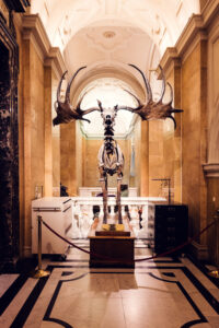 Esqueleto de ciervo gigante irlandés en el Museo de Historia Natural de Viena.