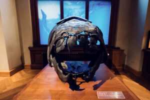 Gran cráneo de depredador en el Museo de Historia Natural de Viena.