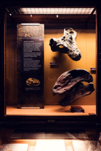 Colección de cráneos de dinosaurios en el Museo de Historia Natural de Viena con cráneos de distintas especies en el departamento de paleontología.