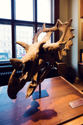 Hallazgo temprano de dinosaurio en la sección histórica de paleontología del Museo de Historia Natural de Viena.