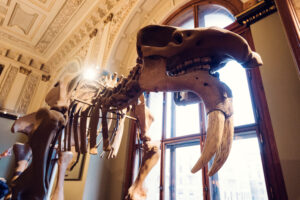 Esqueleto de dinosaurio expuesto en el Museo de Historia Natural de Viena.