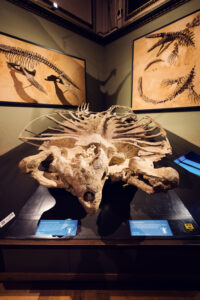 Fragmentos de huesos de dinosaurio en el Museo de Historia Natural de Viena con diversos restos fosilizados.