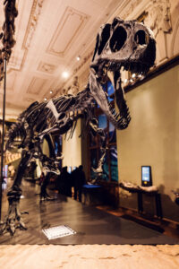 Esqueleto de dinosaurio de la primera colección paleontológica en el Museo de Historia Natural de Viena.