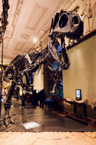 Esqueleto de dinosaurio de la primera colección paleontológica en el Museo de Historia Natural de Viena.