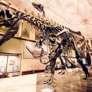 Tyrannosaurus-Rex-Skelett im Naturhistorischen Museum Wien in der Paläontologie-Ausstellung am Maria-Theresien-Platz.