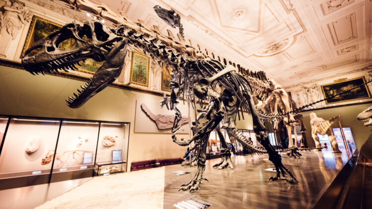 Tyrannosaurus Rex skeleton display at Natural History Museum Vienna (Naturhistorisches Museum Wien), showing complete T-Rex fossil in paleontology exhibition on Maria-Theresien-Platz.