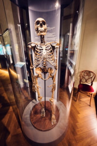 Esqueleto de neandertal en el Museo de Historia Natural de Viena con estructura ósea completa.