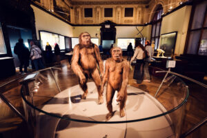 Modelos de reconstrucción de humanos primitivos en la sala de prehistoria del Museo de Historia Natural de Viena.