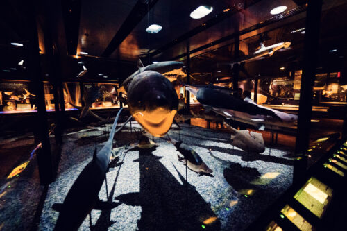 Tiburones conservados en el Museo de Historia Natural de Viena con diversas especies.