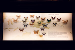 Colección de mariposas en el Museo de Historia Natural de Viena.