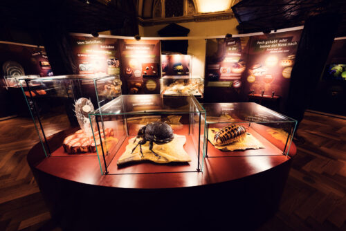 Colección de escarabajos en el Museo de Historia Natural de Viena.