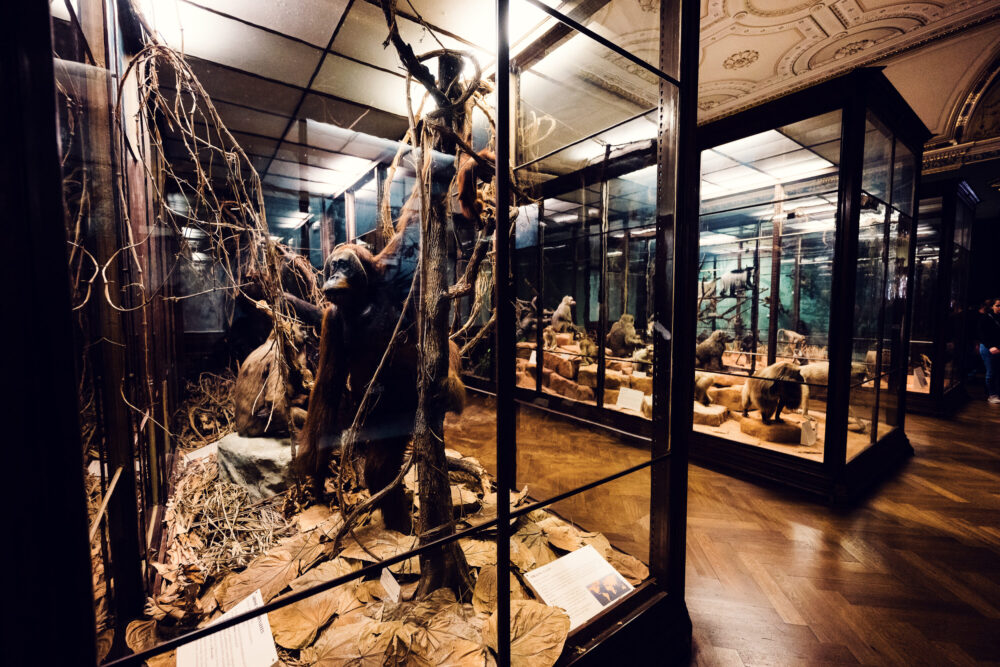 Especímenes de primates disecados en el Museo de Historia Natural de Viena en la sala de exposición zoológica.
