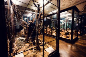 Especímenes de primates disecados en el Museo de Historia Natural de Viena en la sala de exposición zoológica.