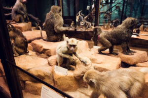 Colección de monos conservados en el Museo de Historia Natural de Viena.