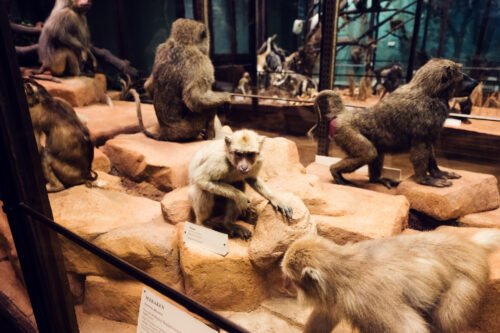 Colección de monos conservados en el Museo de Historia Natural de Viena.