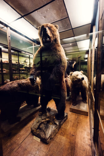 Colección de osos en el Museo de Historia Natural de Viena.
