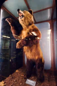 Espécimen de oso pardo conservado en el Museo de Historia Natural de Viena.