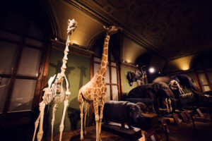Especímenes de jirafas conservados en el Museo de Historia Natural de Viena.