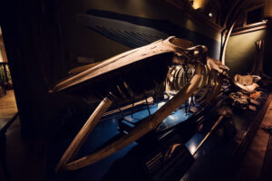 Esqueleto de rorcual común en el Museo de Historia Natural de Viena.