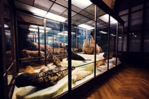 Esqueleto de foca en el Museo de Historia Natural de Viena.