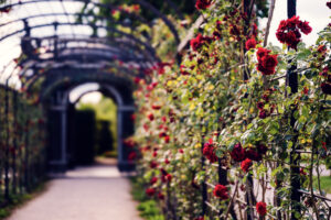 Aiuole nel parterre del Palazzo di Schönbrunn viste di lato.