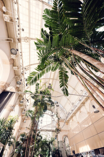 Tall palm trees reaching toward the arched glass ceiling inside Palmenhaus Vienna.