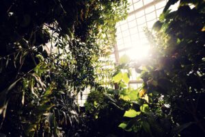 Morning sunlight filtering through tropical foliage at the Schmetterlinghaus.